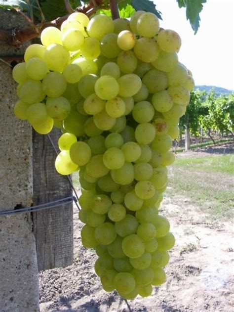 Foto: Jozef Teplan. Porovnanie veľkosti bobúľ: staršia odroda ‘Pannonia kincse’ a moderná odroda ‘Bogatyr’.