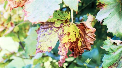 Fotografia listu viniča s príznakmi peronospóry (olejové škvrny)