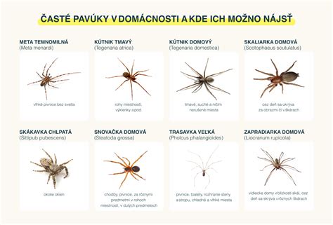 Ilustračná fotografia, ako sa zbaviť pavúkov a pavučín v dome.