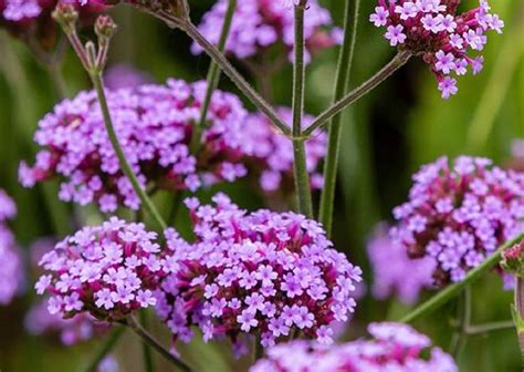 Záhon večernice voňavej v plnom kvete s jemnými fialovými a bielymi kvetmi v slnečnej záhrade