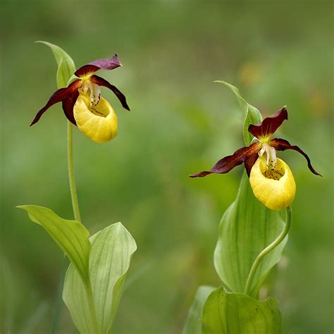detailná fotografia kvetu črievičníka papučkového (Cypripedium calceolus)