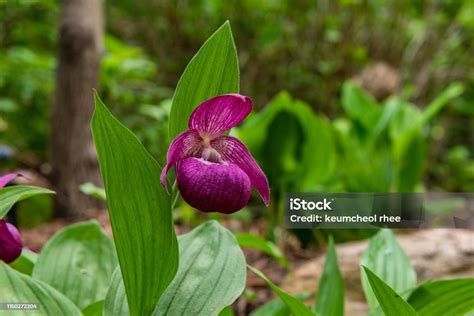 fotografia črievičníka veľkokvetého (Cypripedium macranthum) v prirodzenom prostredí