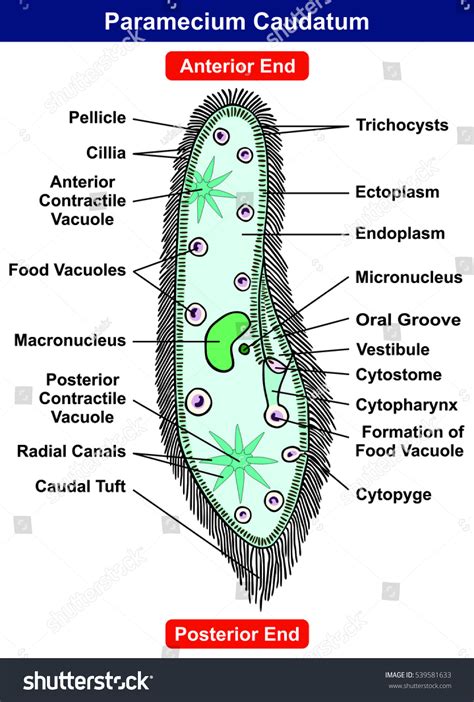 schéma črievičky veľkej (Paramecium caudatum) s vyznačenými organelami