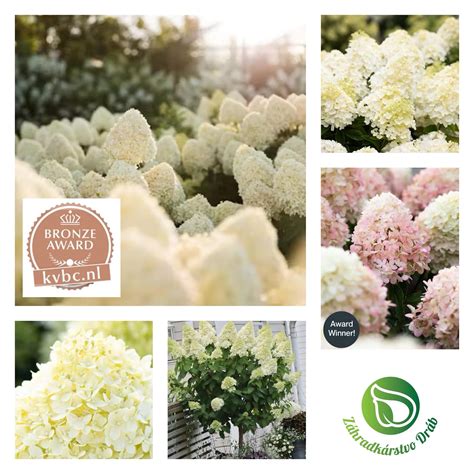 Ilustrácia: schémy rôznych umiestnení skleníka na záhrade vzhľadom na slnko