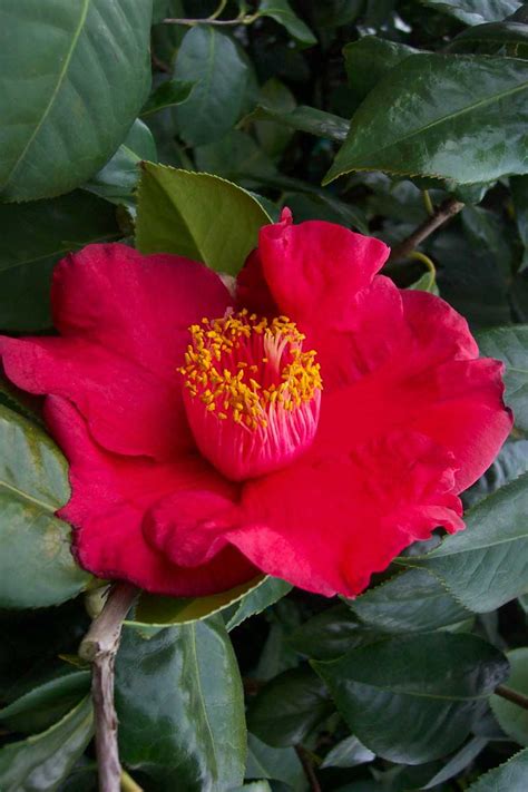 Mapa pôvodných oblastí Camellia reticulata v Číne