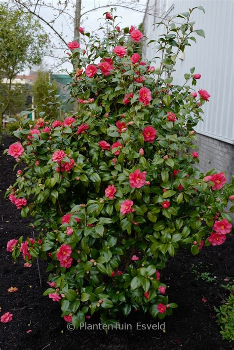 Camellia reticulata 'Mary Williams' ako solitérna rastlina v záhrade