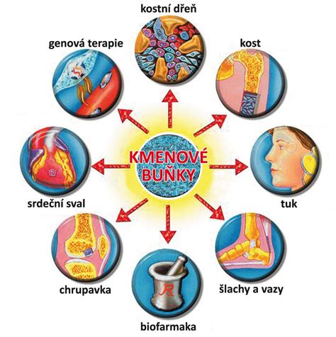 infografika znázorňujúca pôsobenie fungicídu na bunkovej úrovni