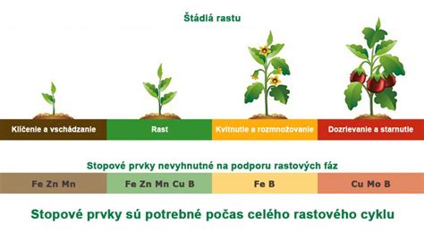 Schéma správneho hnojenia orgovánu kompostom a organickými hnojivami
