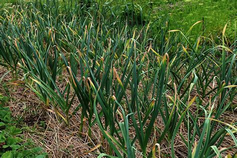 ilustrácia správnej hĺbky a rozostupov sadenia cesnaku