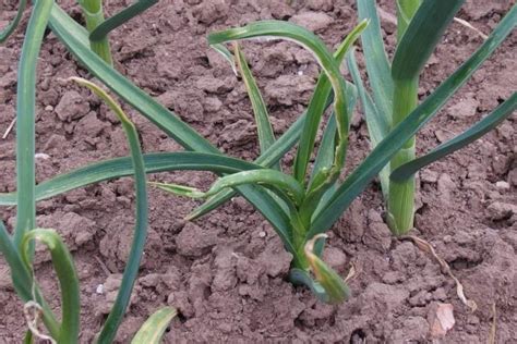 Ilustrácia škodcov cesnaku, ako je fúzavka cesnaková.