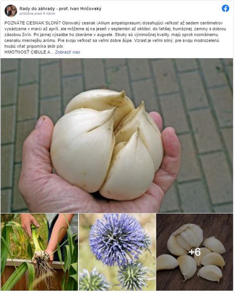 Kalendár ukazujúci optimálne obdobia na jesennú a jarnú výsadbu cesnaku.