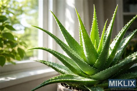 Tematické foto rastliny Aloe Vera v prirodzenom prostredí