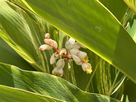 rastlina mandevilly zazimovaná v chladnej miestnosti
