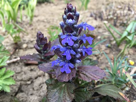 Zbehovec plazivý (Ajuga reptans) ako pôdopokryvná rastlina v záhrade