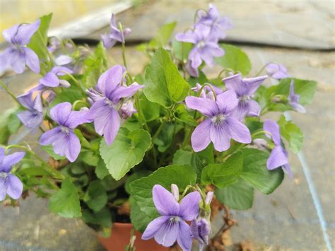 Detail Fialky lesnej (Viola reichenbachiana)
