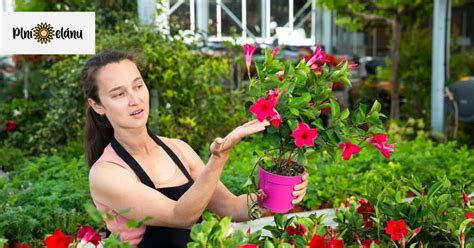 mandevilla ako súčasť balkónovej kompozície