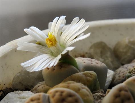 Fotografia kvitnúceho Lithopsu s detailom žltého kvetu