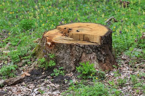 Zasadený peň uprostred záhrady
