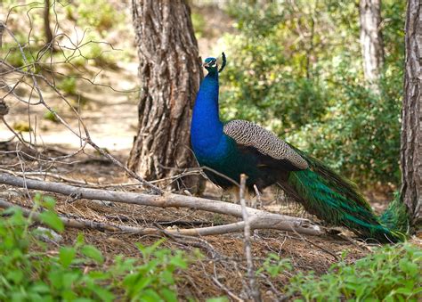 Tematické foto páva korunkatého v záhrade