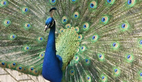 Foto: Rôzne farebné mutácie pávov korunkatých