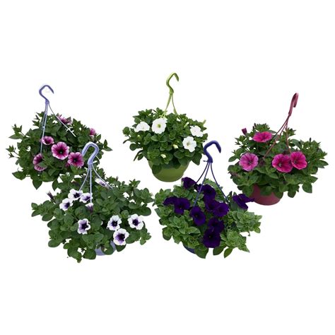 schéma znázorňujúca ideálne pH pre rôzne rastliny vrátane tují