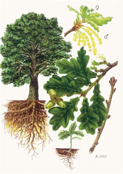 botanický nákres stromu yohimbe s detailom listov a kôry