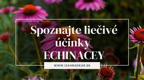 Infografika zobrazujúca hlavné liečivé účinky echinacey