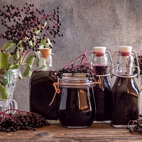 Ilustrácia kvetov a plodov bazy čiernej