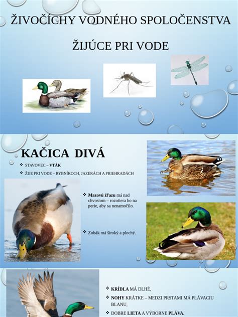Ilustrácia znázorňujúca rôzne živočíchy žijúce v živom plote