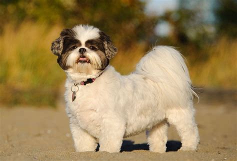 Shih Tzu s rôznymi typmi strihu - dlhá srsť vs. krátky strih