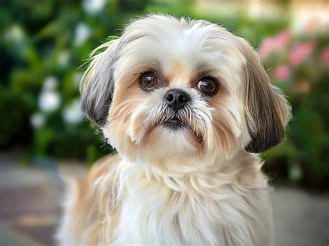 infografika o výžive a zdraví Shih Tzu