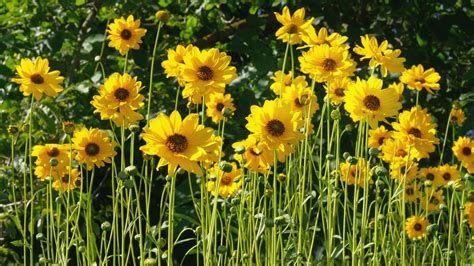 Infografika výživových hodnôt 100g surového topinamburu