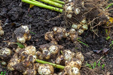 Tematické foto: topinambury v šaláte alebo ako surové občerstvenie