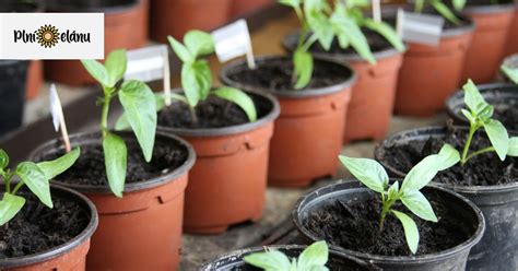 Fotografia: priesady s označenými menovkami v sadbovačoch