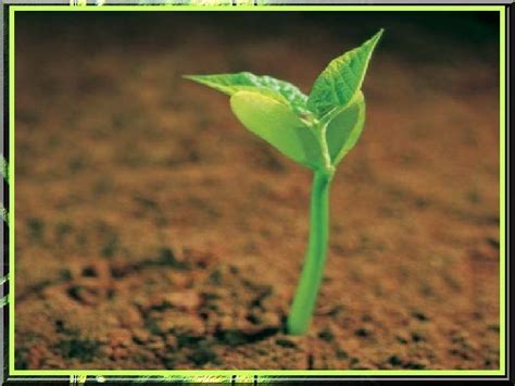 Detailná fotografia mladých priesad, jedna ukazuje klíčne listy, druhá prvé pravé listy