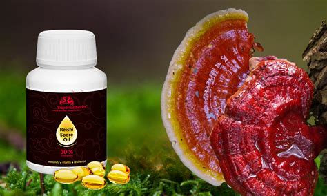 Schéma pestovania Reishi na drevených kmeňoch