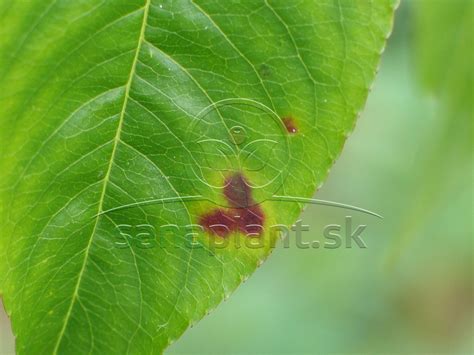 Detail červenej škvrnitosti na liste slivky