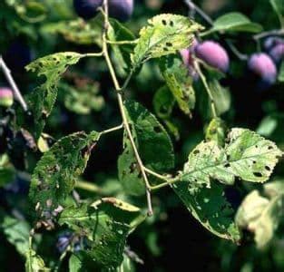 Detail listov slivky postihnutých chlorózou