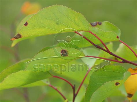 Detail hálok vlnovníka na liste slivky