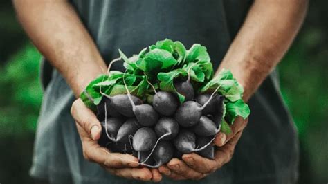 Ilustračná fotografia čiernej reďkovky