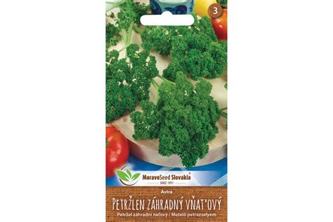 Ilustrácia semienok petržlenu