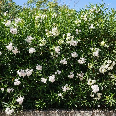 Filmový plagát k filmu Biely oleander (White Oleander)
