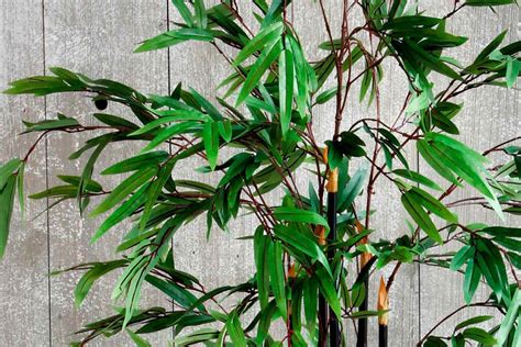 Rôzne typy kvetináčov s bambusom na terase