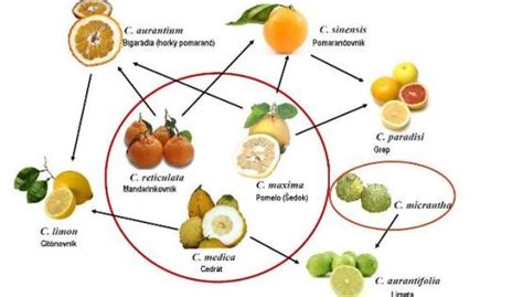 ilustračné foto kandizovanej citrusovej kôry v miske, rôzne druhy citrusov v pozadí