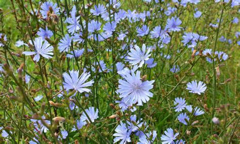 Tematická fotografia čakanky štrbákovej v záhrade
