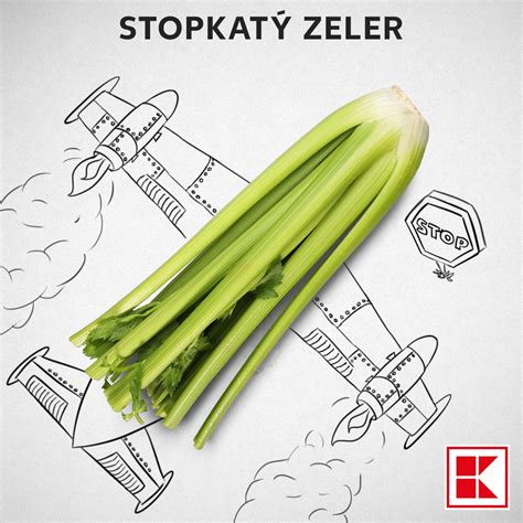 Schéma rôznych druhov zeleru: buľvový, stopkatý a divoký