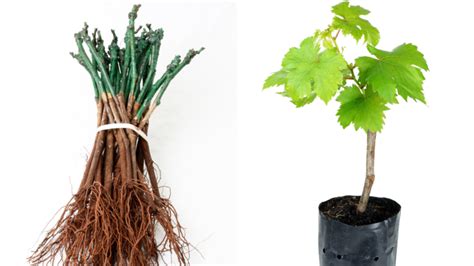 Schéma: Porovnanie pravokorenných sadeníc a štepeného viniča na podpníku s vyznačením miesta štepenia