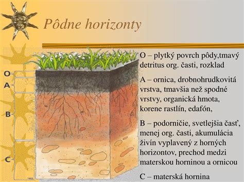 Pôdny profil znázorňujúci rôzne vrstvy a štruktúru