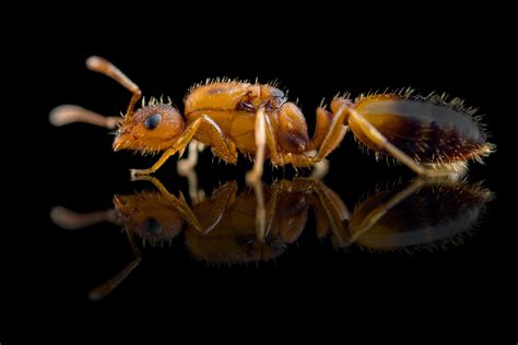 Detailná fotografia mravca faraónskeho (Monomorium pharaonis) na potravinách