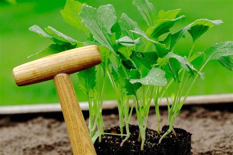 Výsadba priesad kalerábu v záhrade s dodržaním rozstupov